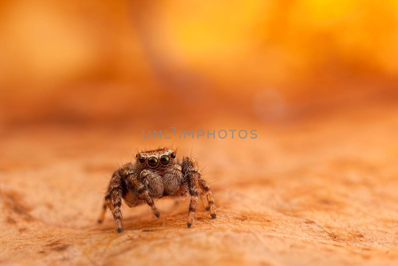 Jumping spider on the orange and shining leaf