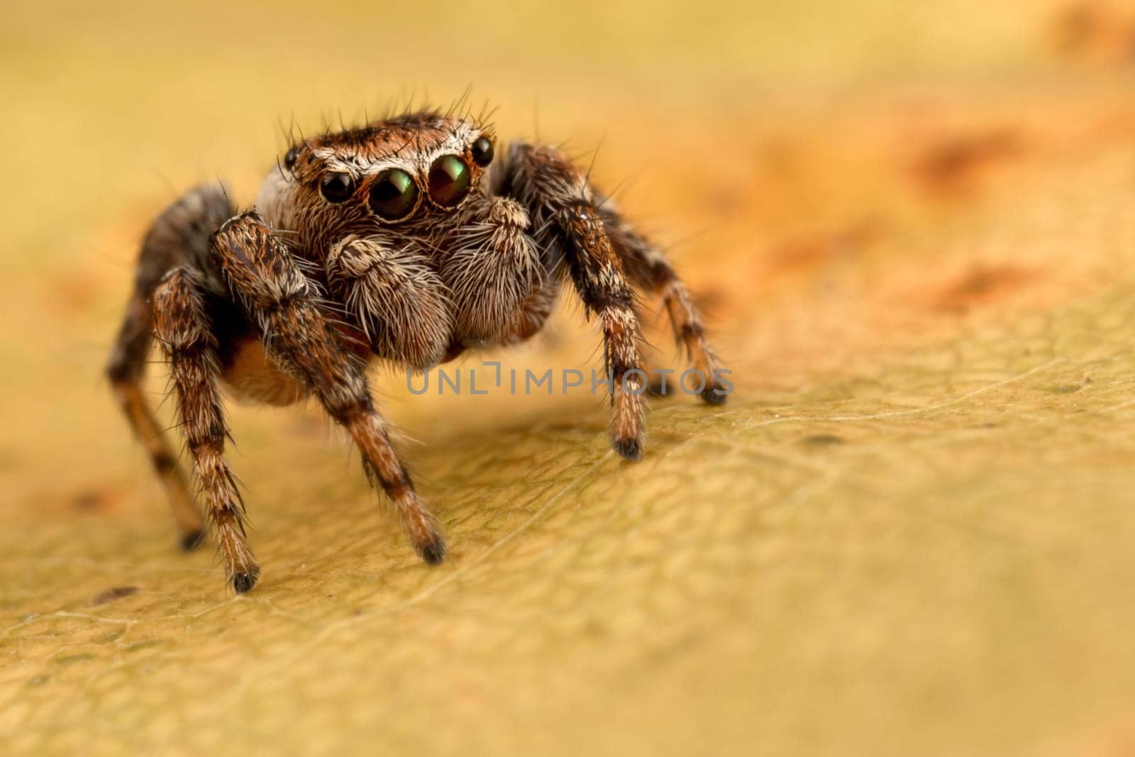 Jumping spider on the veined yellow translucent autumn leaf