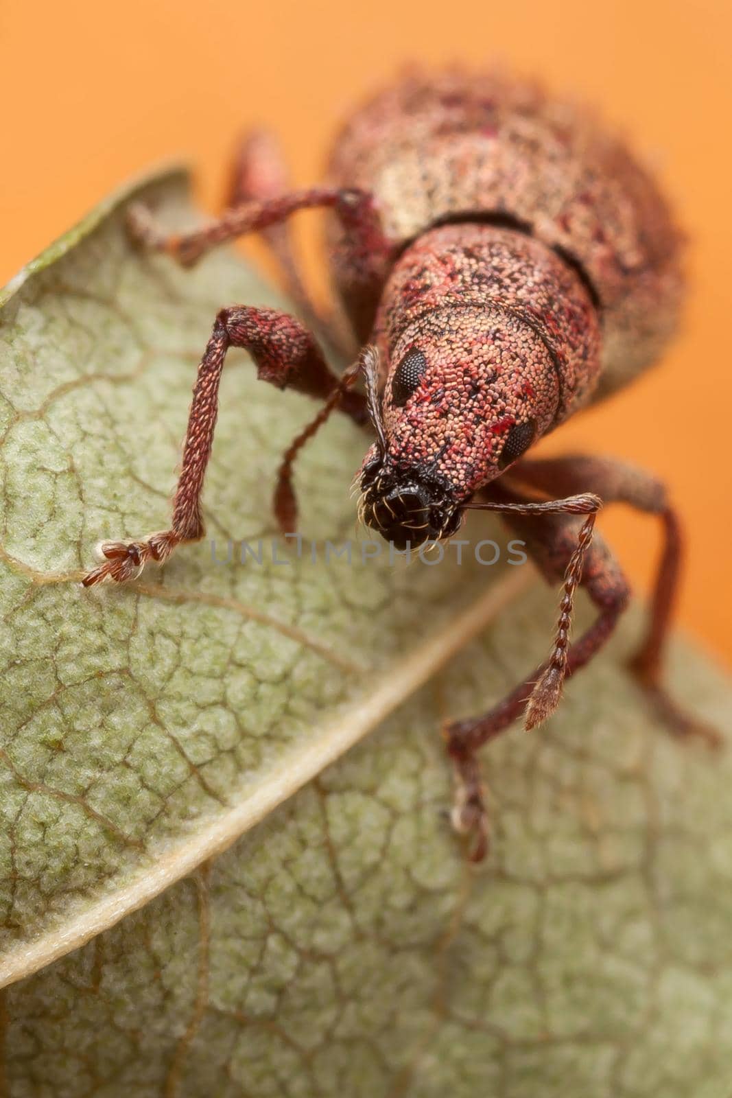 Applying red mosaic to a beautiful beetle on a green string sheet