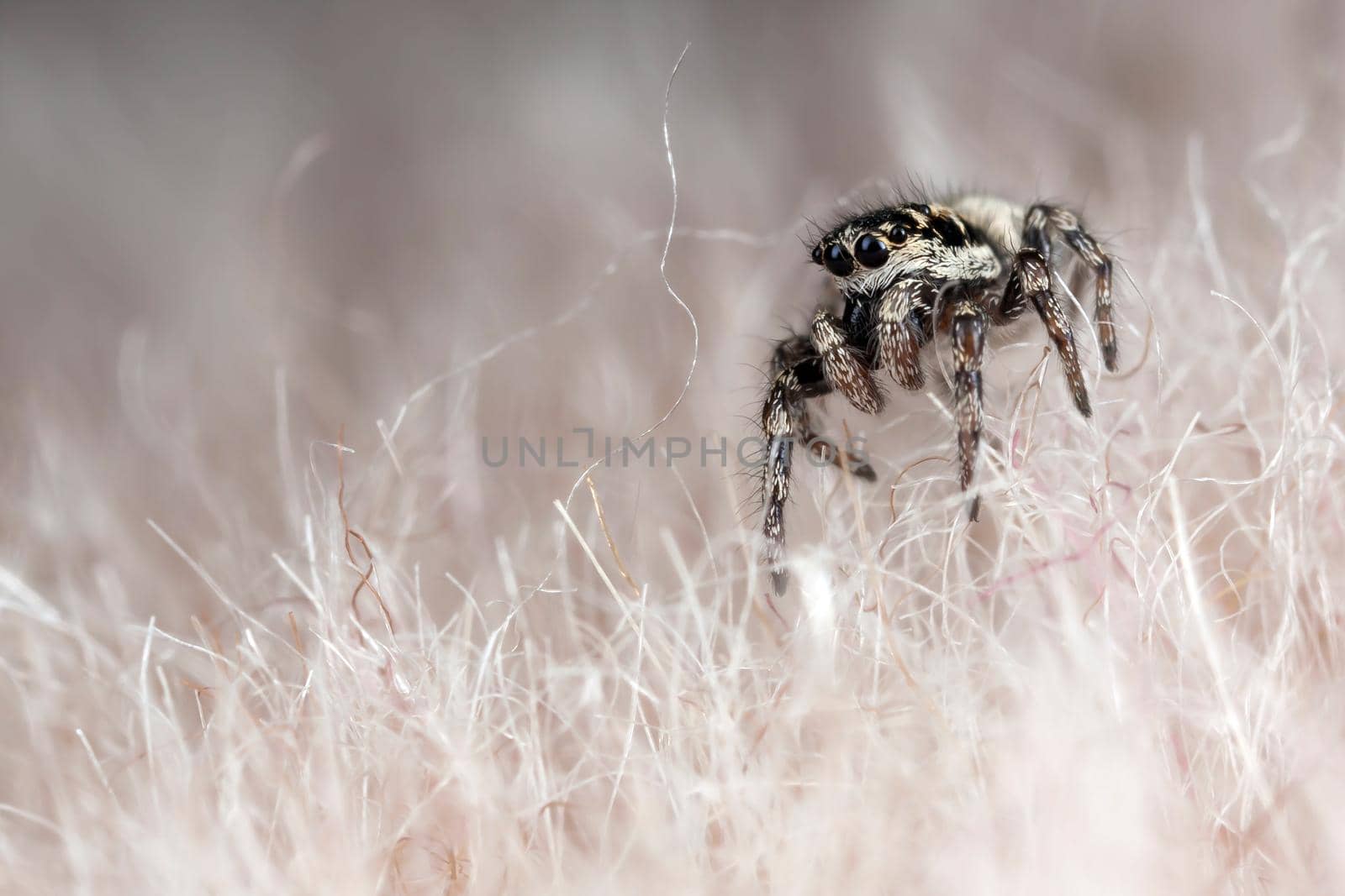 Funny little spider by Lincikas
