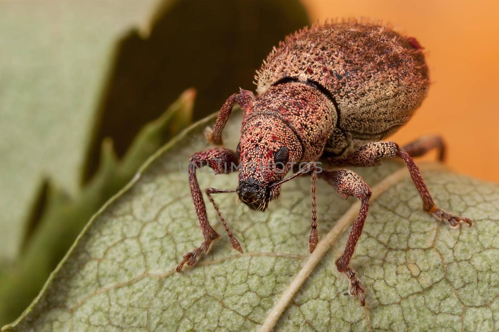 Polydrusus bug climbs on a stringy leaf by Lincikas