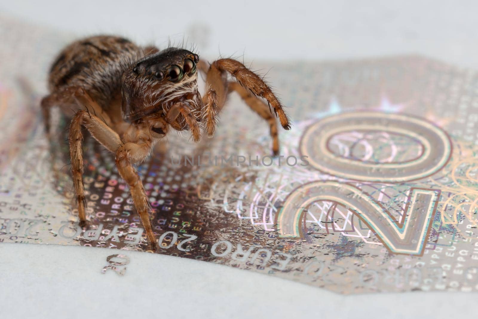 Jumping spider on a glossy twenty euros banknote