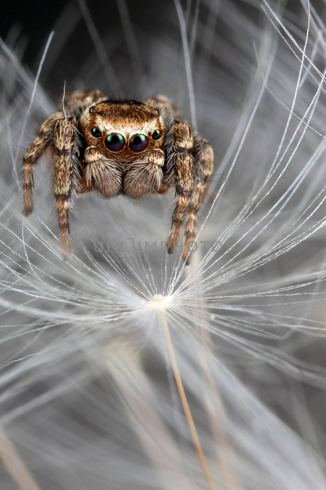 Jumping spider and dandelion fluff by Lincikas