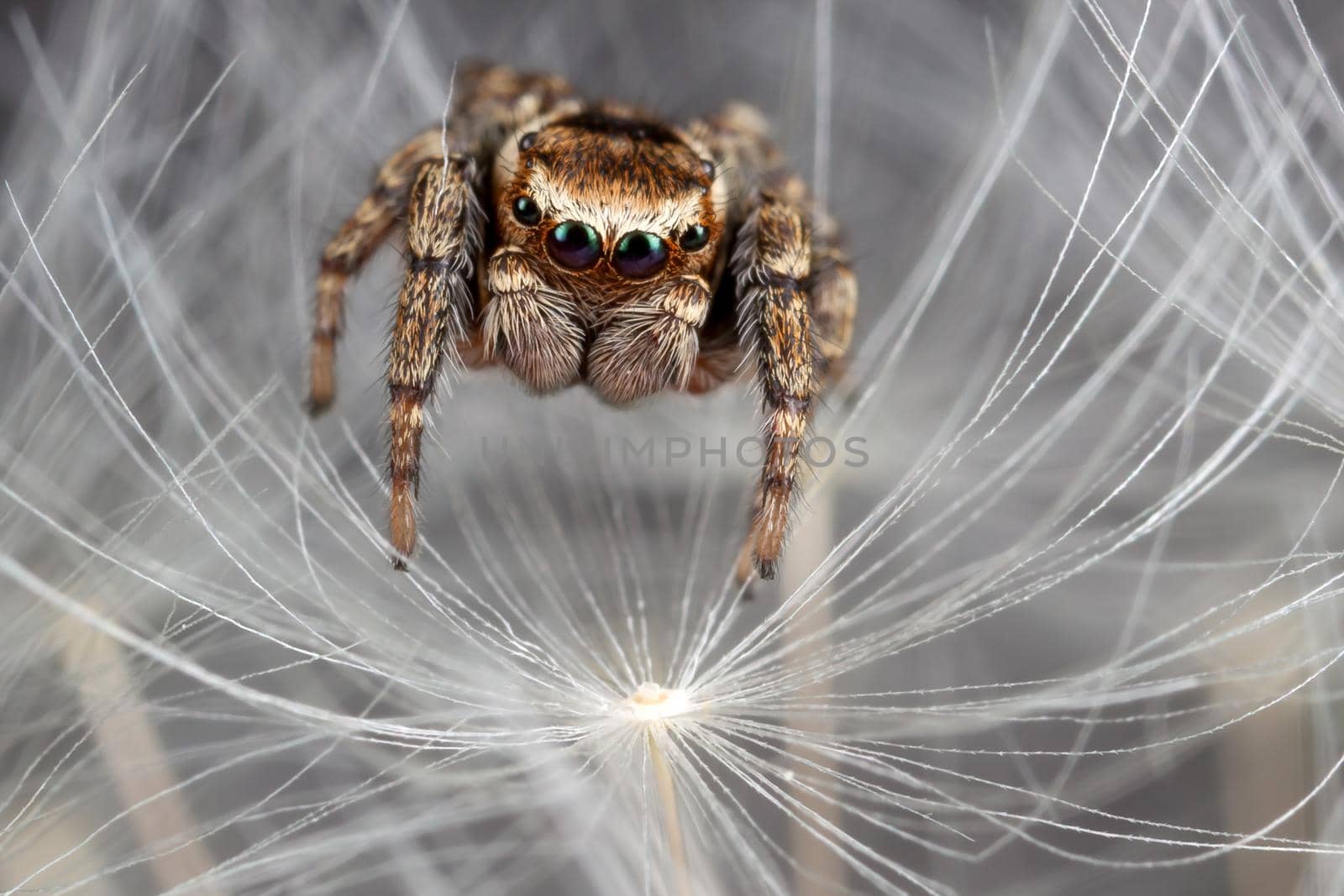 Jumping spider and dandelion fluff by Lincikas