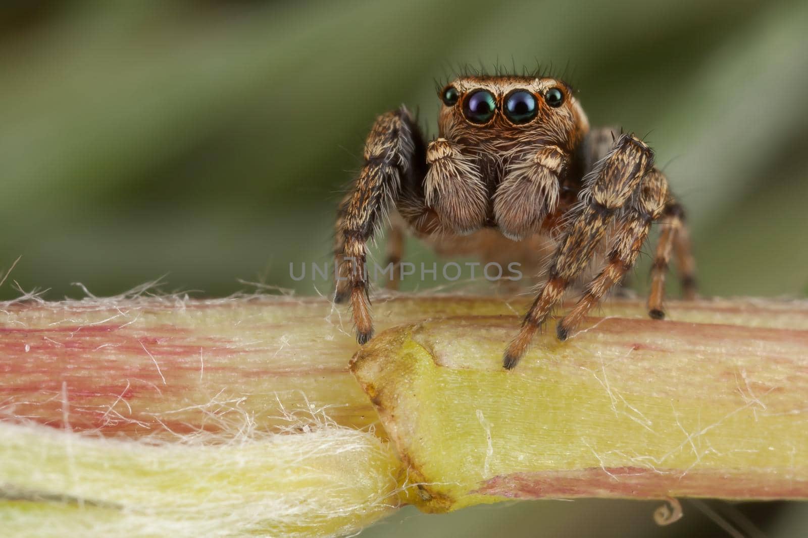 Jumping spider walking on the stem by Lincikas