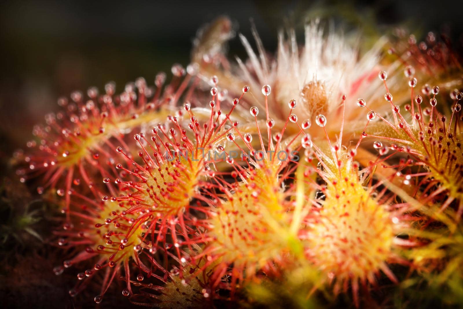 Nice yellow red sundew with shining water drops in beautiful lighting