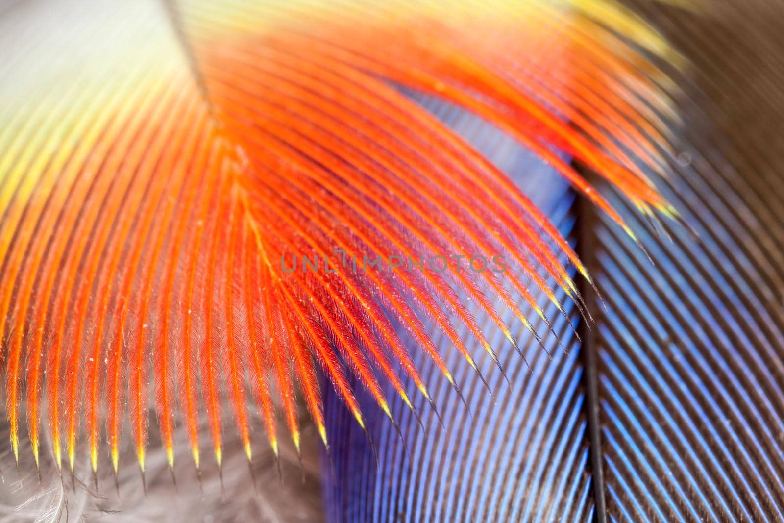 Red and blue parrot feathers in close up