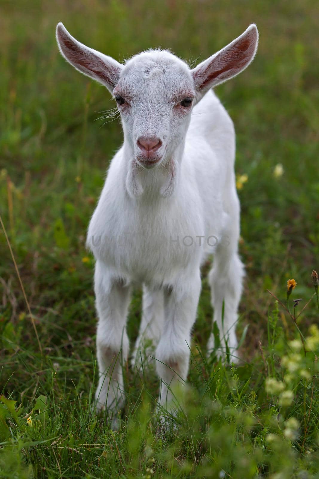 Small white goat by Lincikas