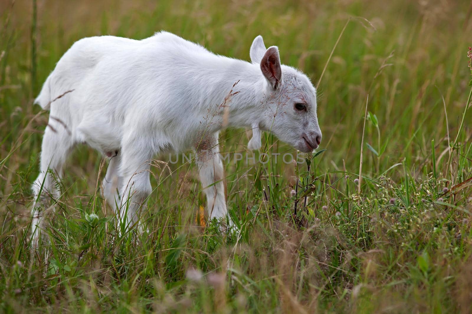 Small white goat by Lincikas