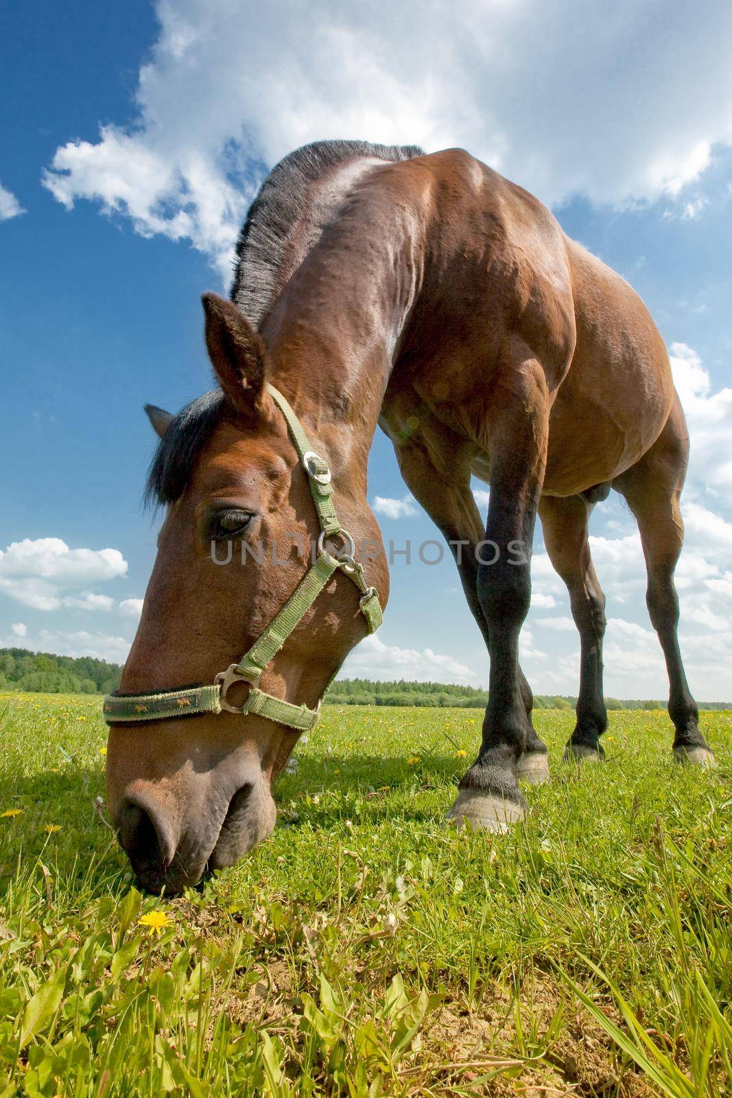 Brown, hair cuted horse in a sunshine meadow is eating fresh grass