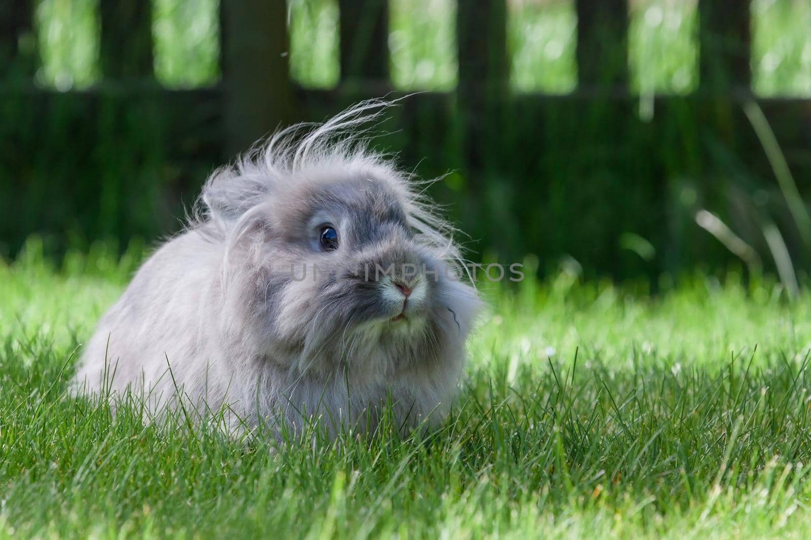 Long hair decorative gray little rabbit lying on green grass