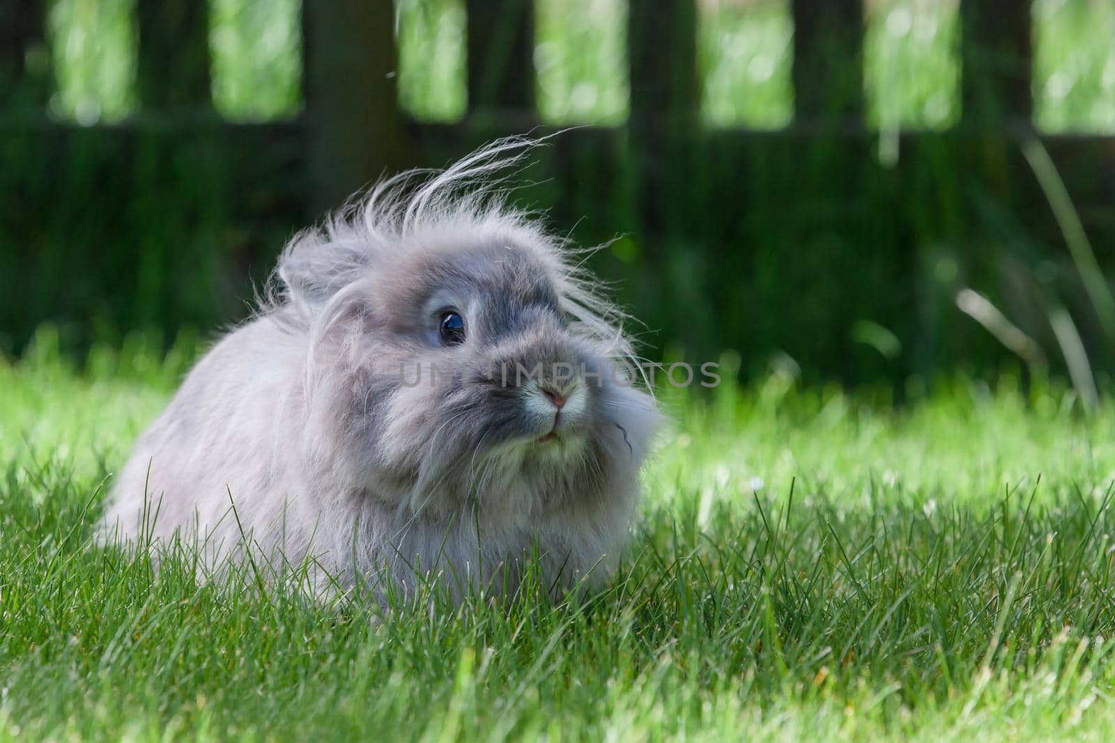 Decorative gray rabbit by Lincikas