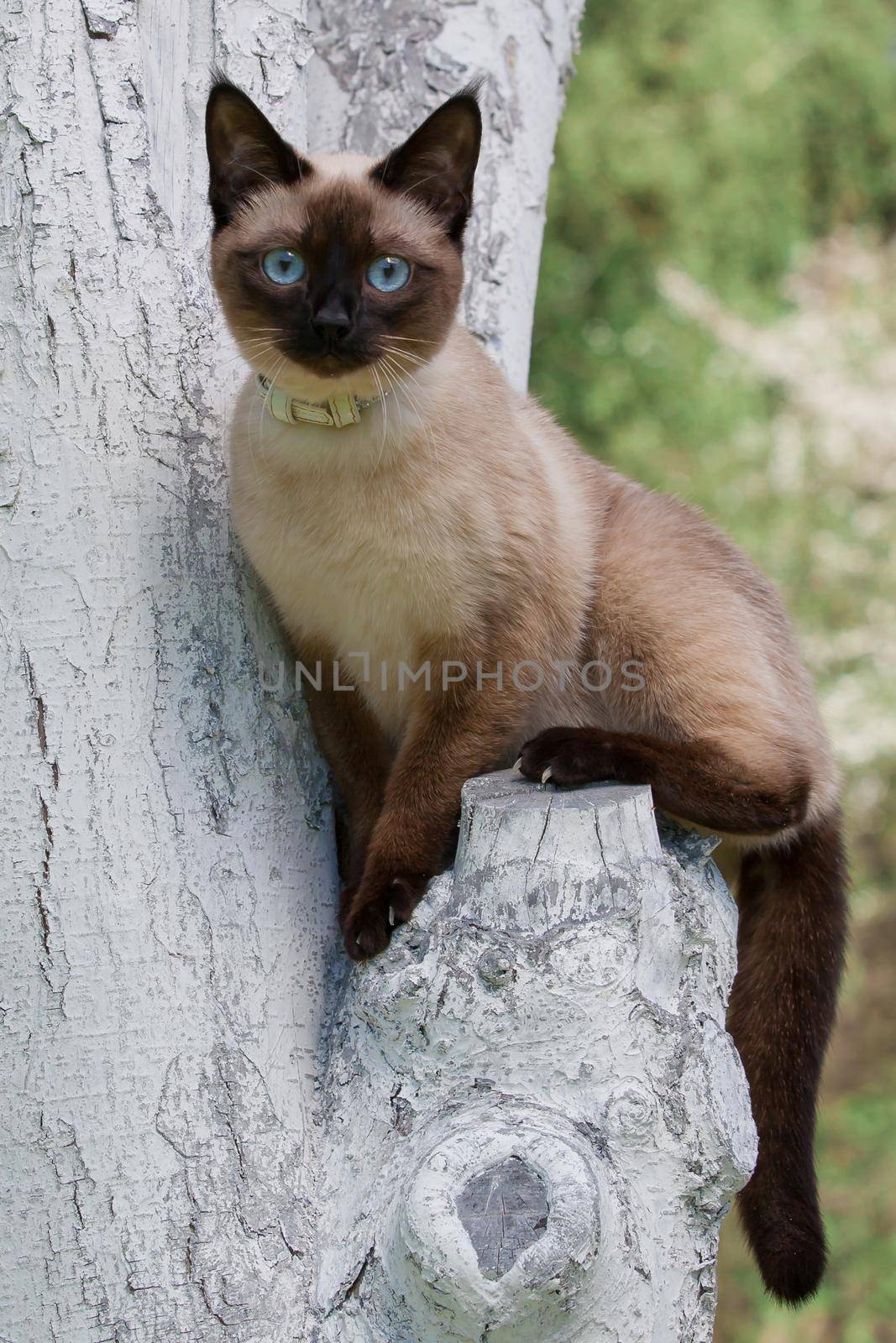 Siamese cat by Lincikas