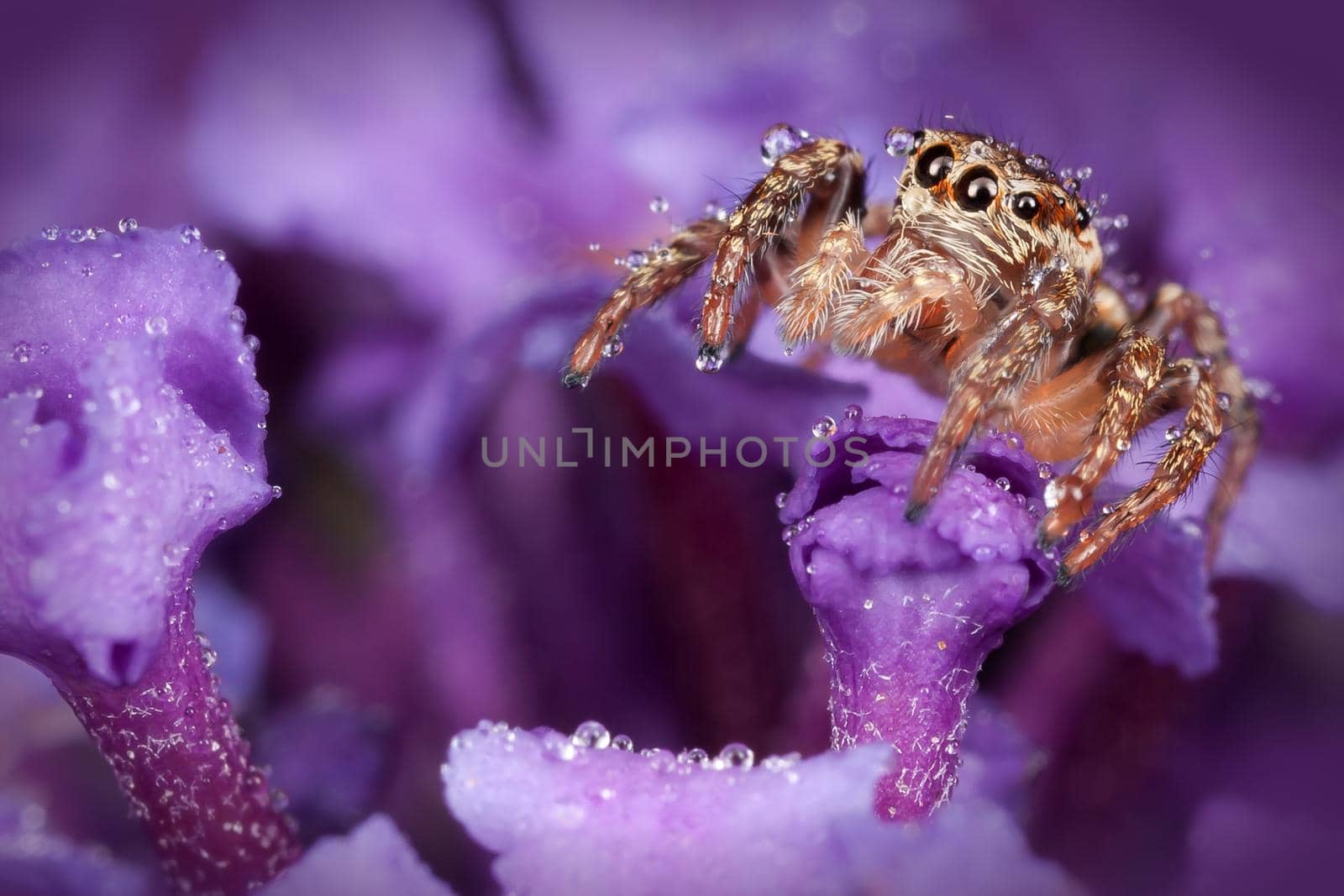 Jumping spider all covered with dew drops on the nice purple flower