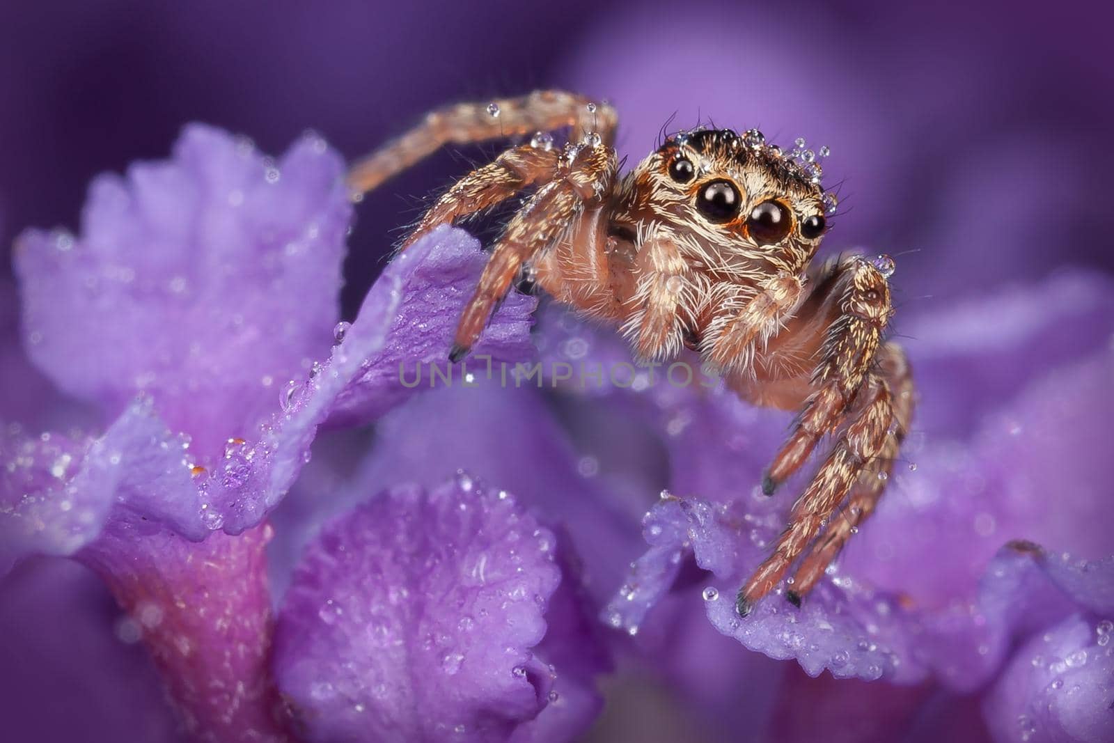 Jumping spider all covered with dew drops on the nice purple flower