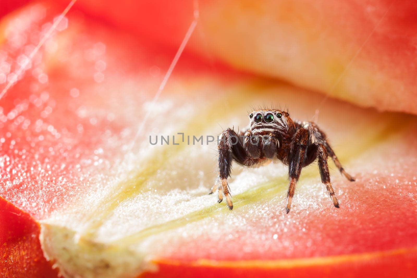 Jumping spider on a red glowing slice of tomato