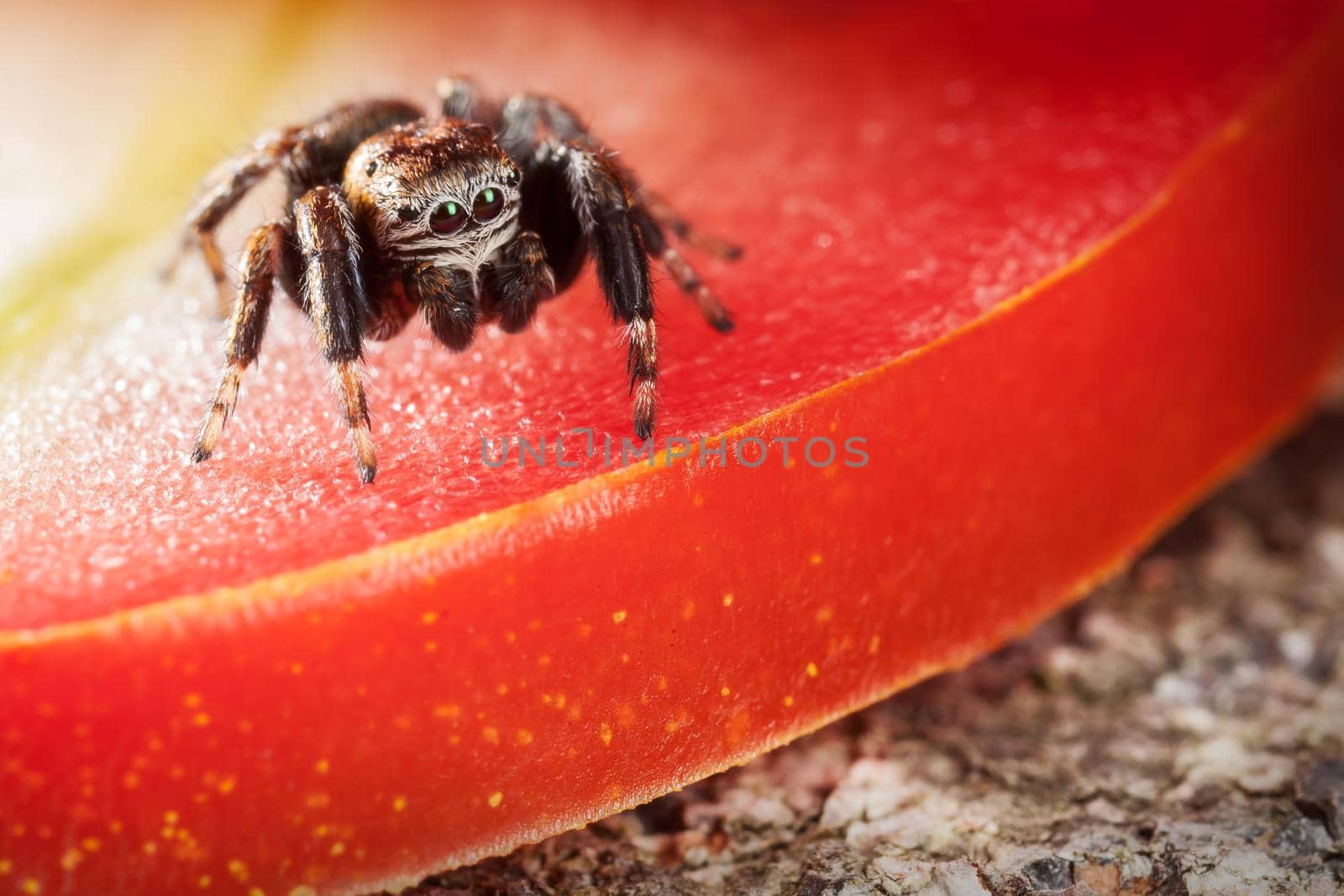 Jumping spider on a red glowing slice of tomato