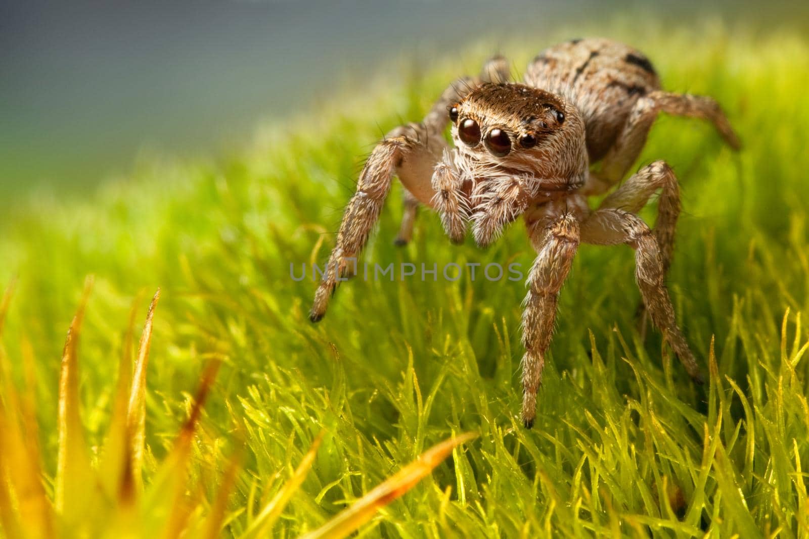 Jumping spider is walking on a grass by Lincikas