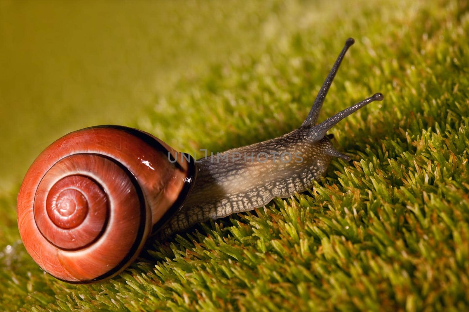 The nice snail with long antennas creeps on the surface of the moss