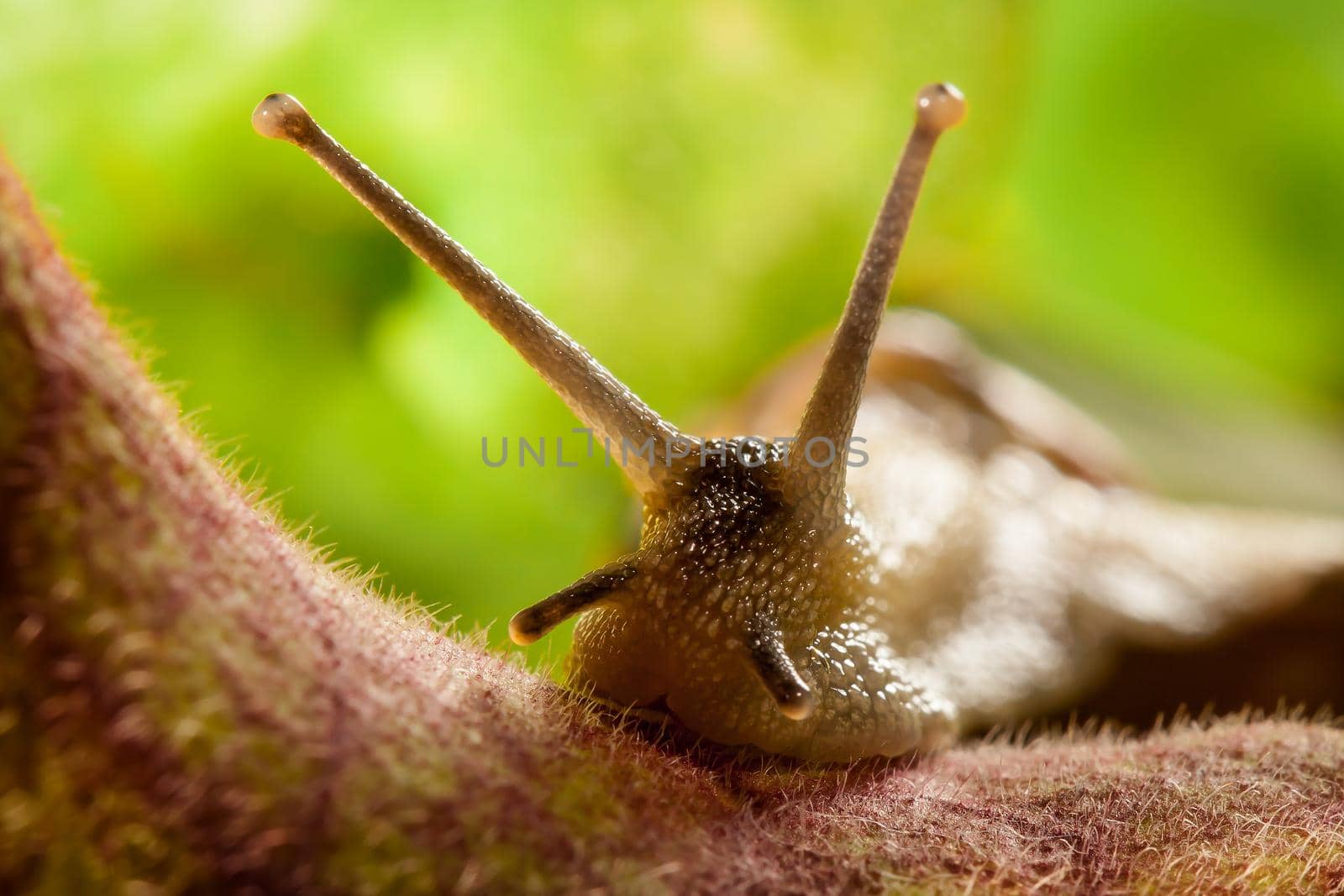 Roman snail with big antennas, in the blurry, green background