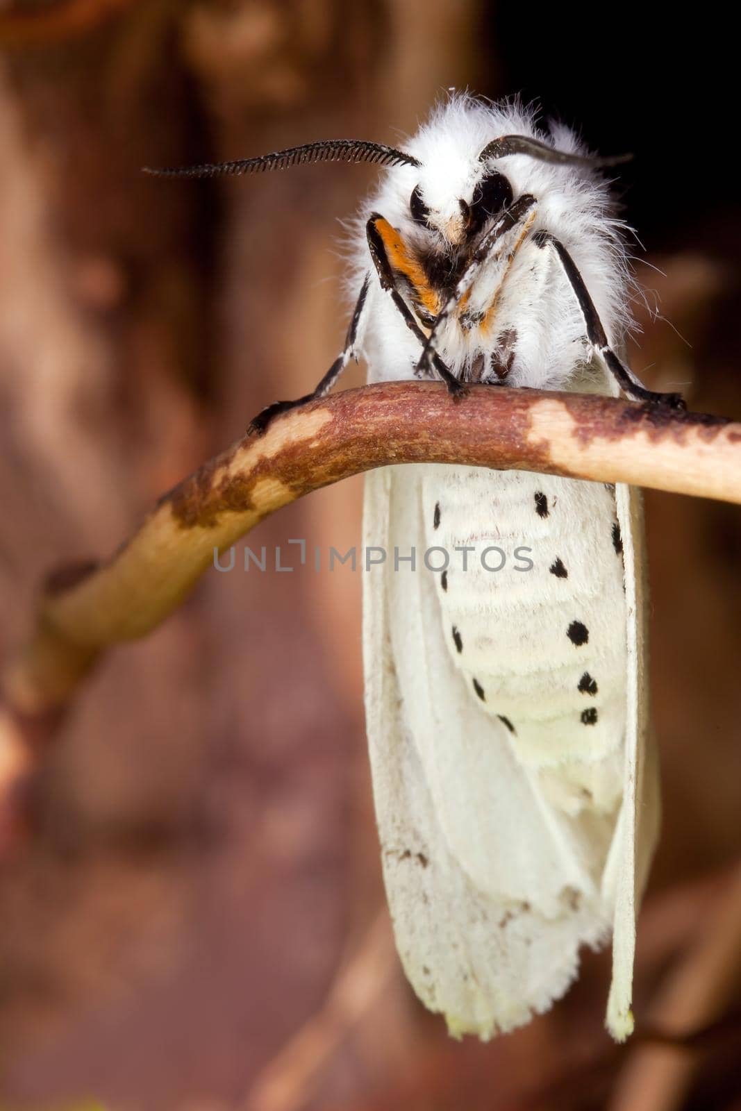 White night butterfly by Lincikas