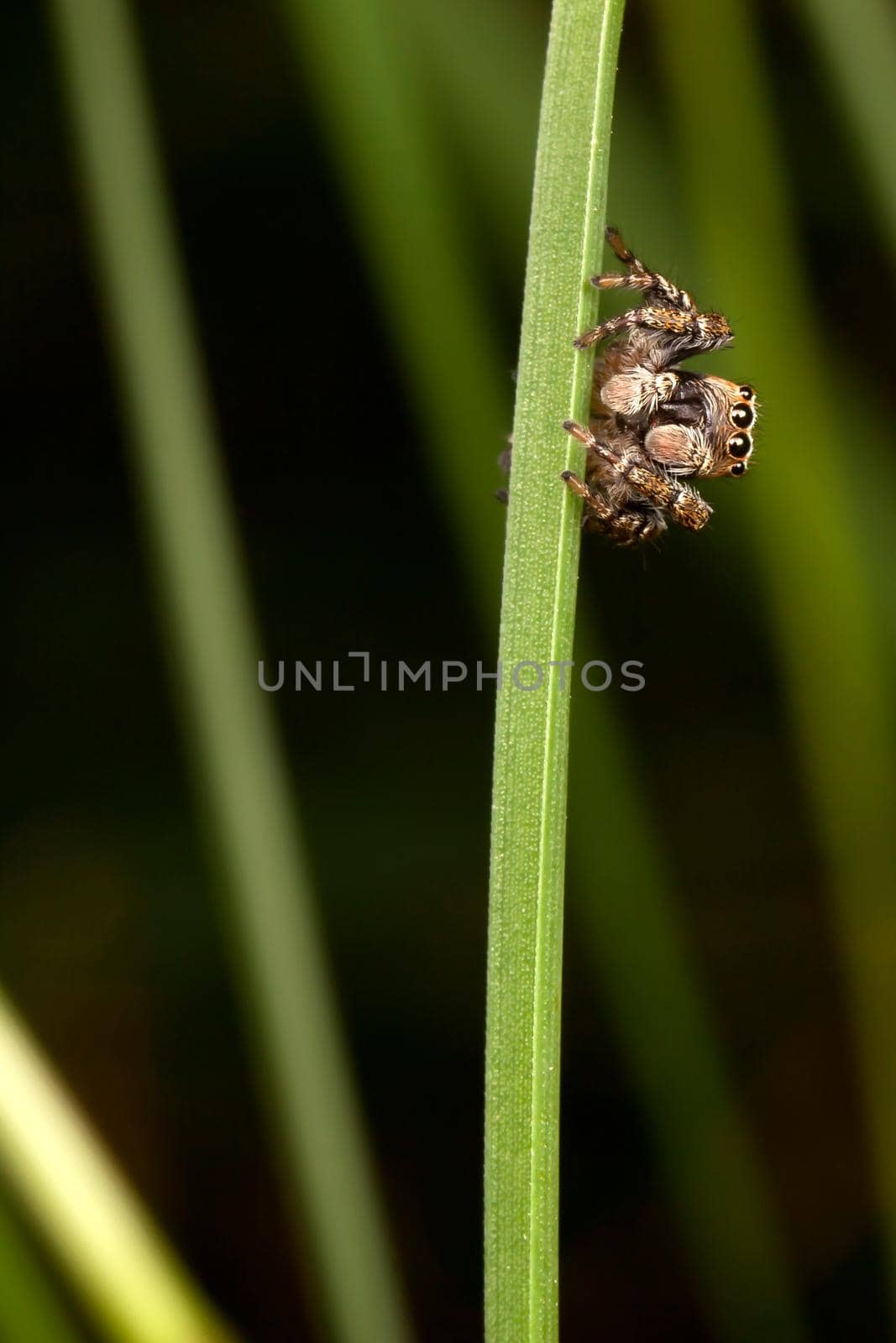 Jumping spider on a thin grass by Lincikas