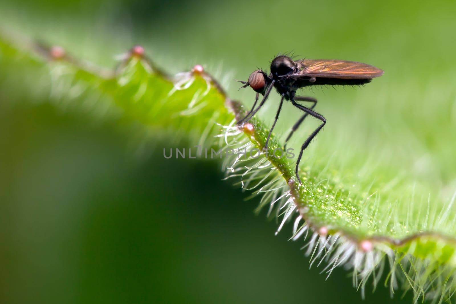 Very small fly on the green leaf by Lincikas