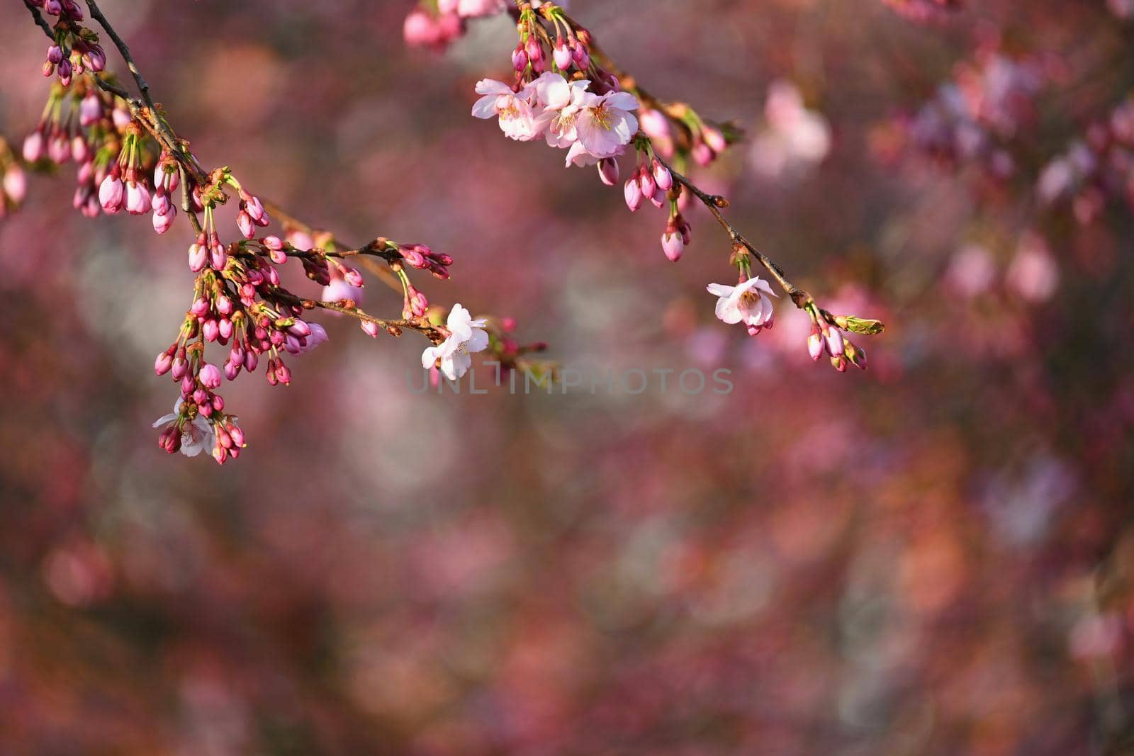 Spring blossom background. Beautiful nature scene with blooming tree in springtime.  by Montypeter