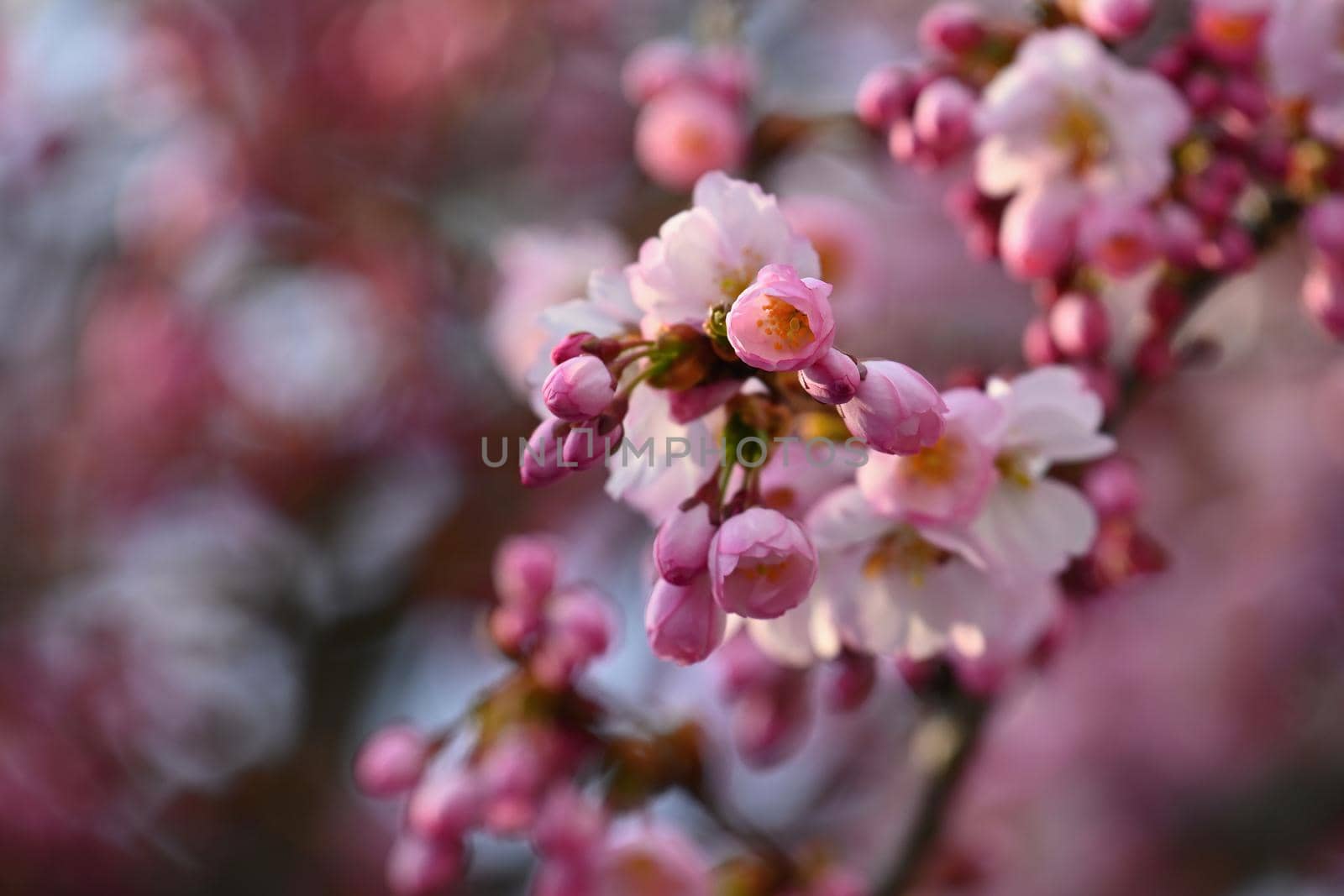 Spring blossom background. Beautiful nature scene with blooming tree in springtime.  by Montypeter