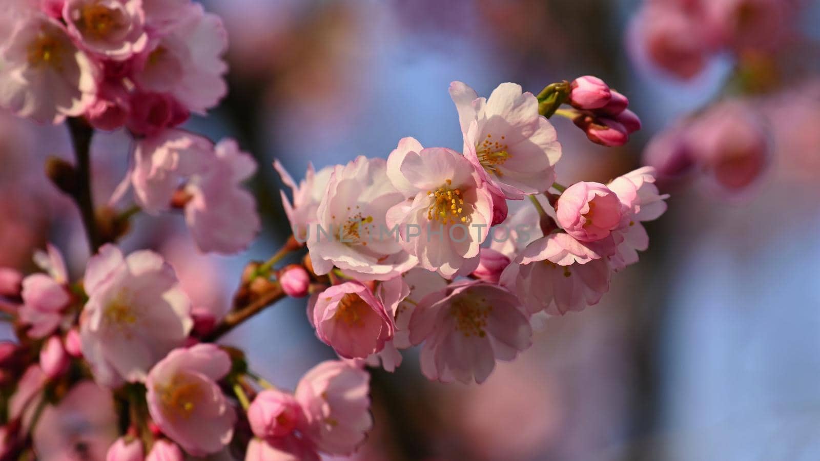 Spring blossom background. Beautiful nature scene with blooming tree in springtime. 