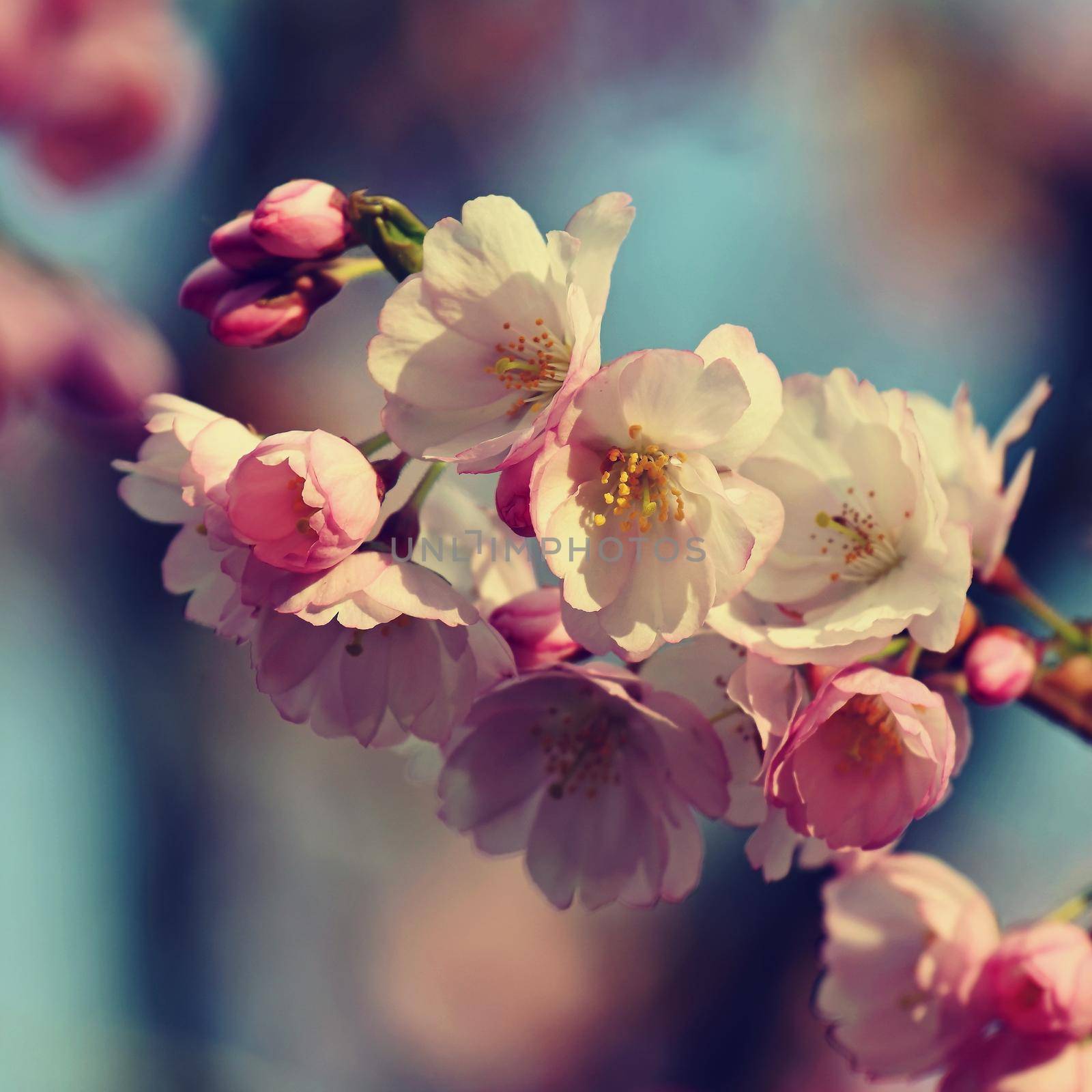 Spring blossom background. Beautiful nature scene with blooming tree in springtime.  by Montypeter