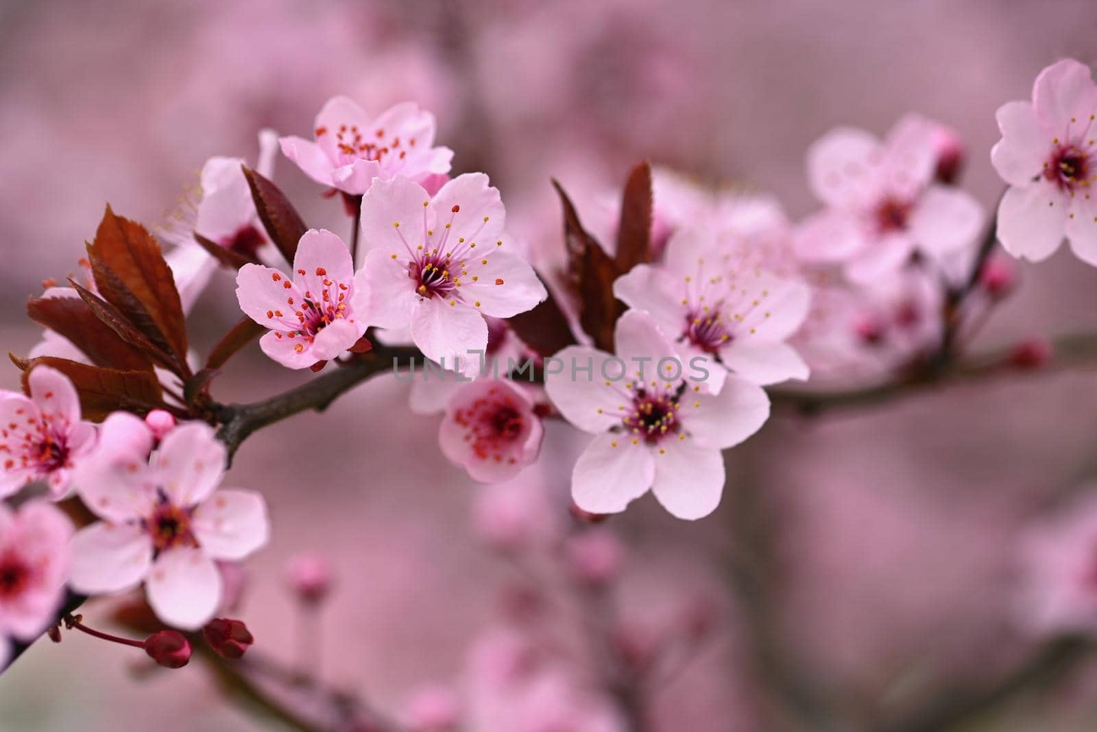 Branches of blossoming cherry. Background in spring on nature outdoors. Pink sakura flowers in springtime. by Montypeter