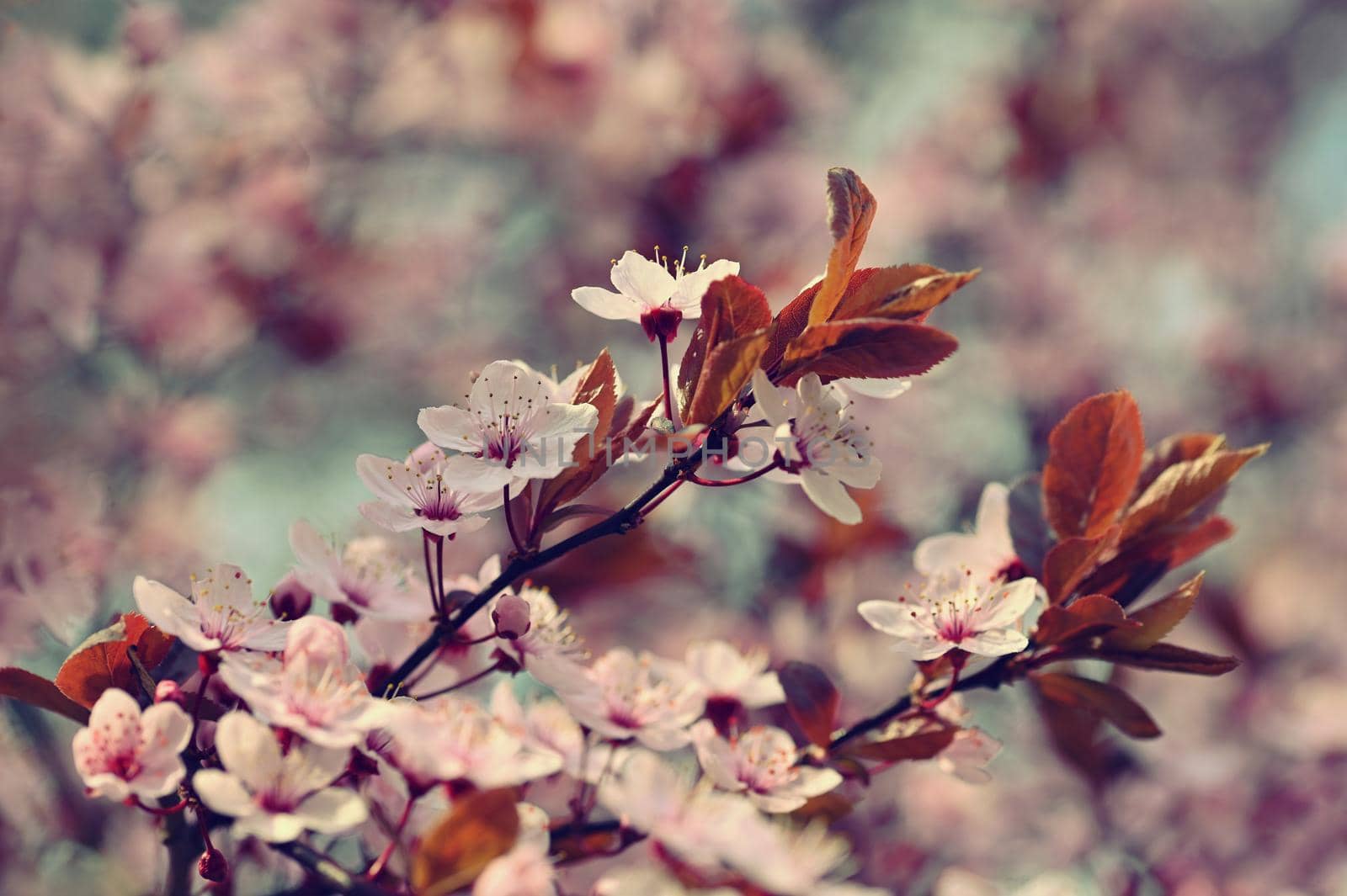 Branches of blossoming cherry. Background in spring on nature outdoors. Pink sakura flowers in springtime. by Montypeter