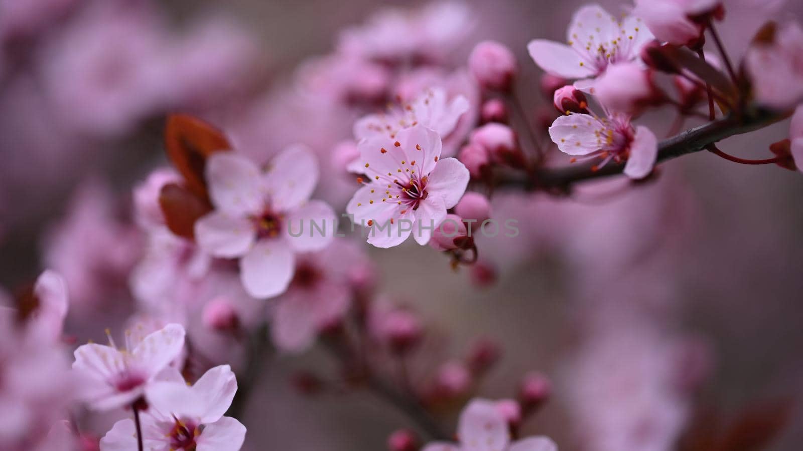 Branches of blossoming cherry. Background in spring on nature outdoors. Pink sakura flowers in springtime. by Montypeter