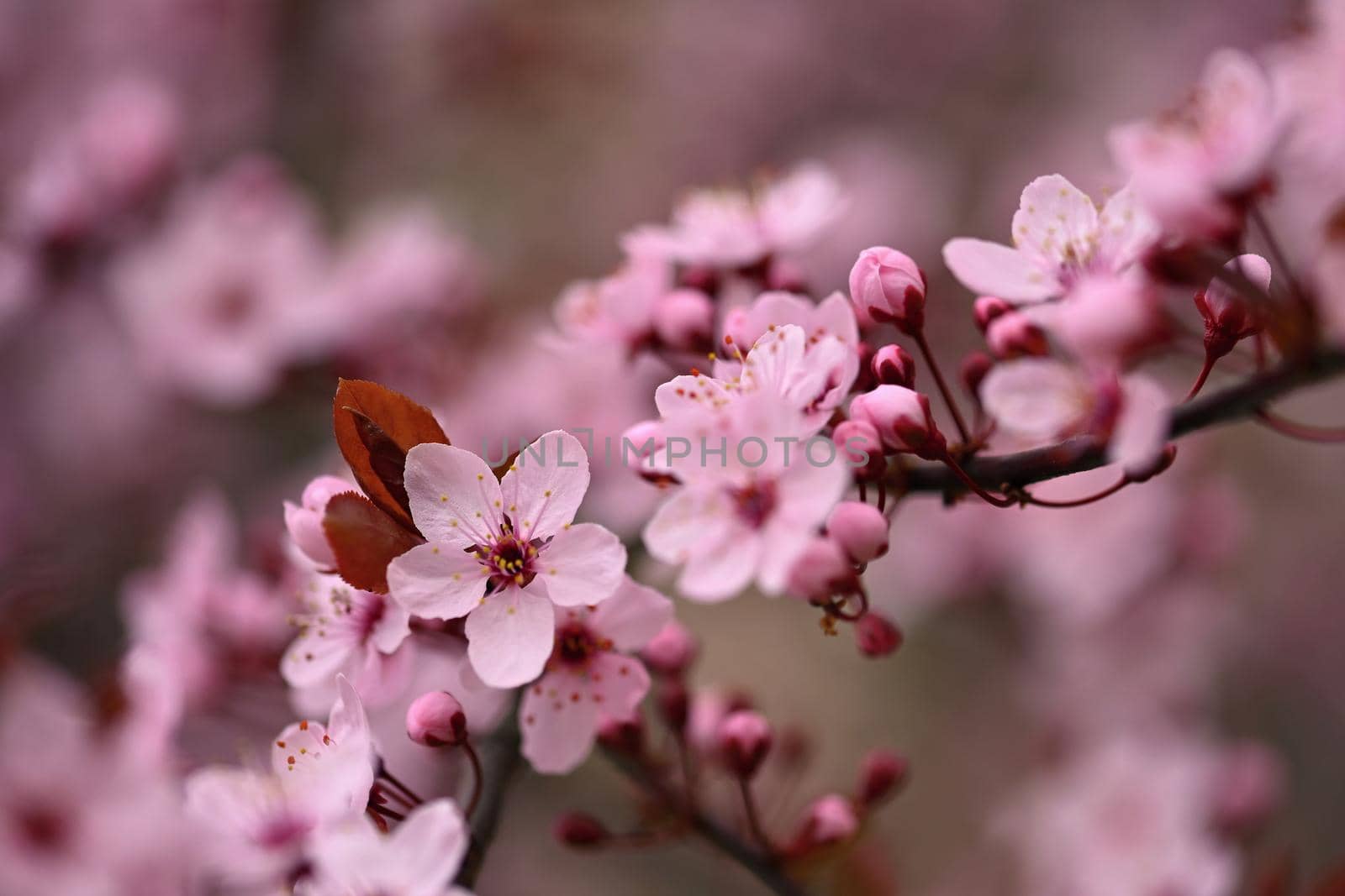 Branches of blossoming cherry. Background in spring on nature outdoors. Pink sakura flowers in springtime. by Montypeter