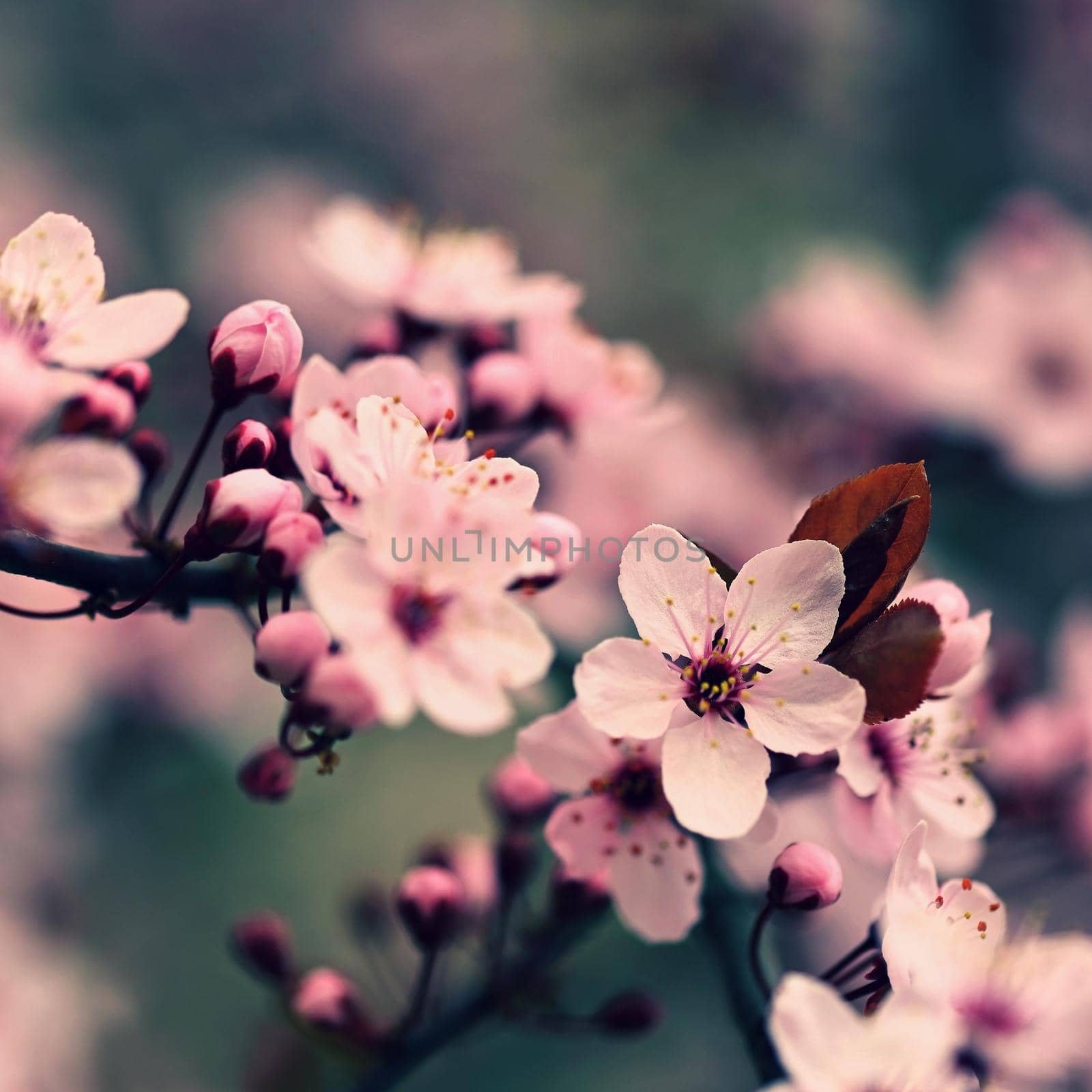 Beautiful flowering Japanese cherry Sakura. Season Background. Outdoor natural blurred background with flowering tree in spring sunny day. by Montypeter