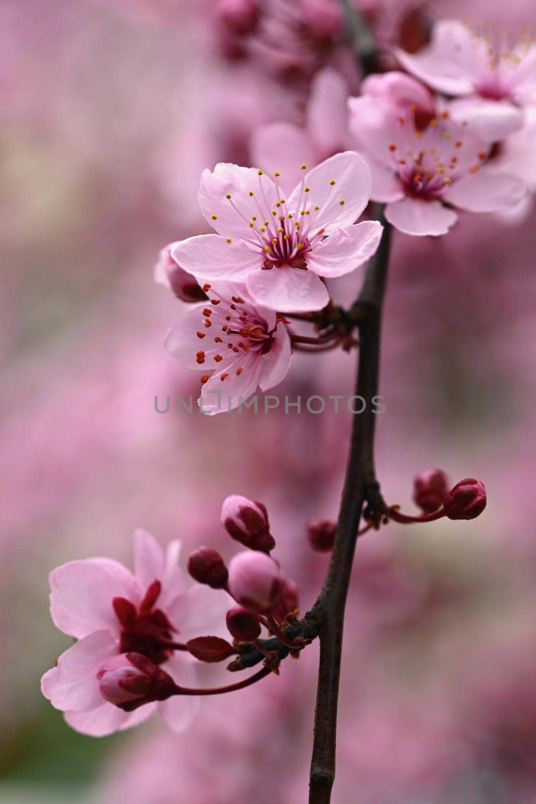 Branches of blossoming cherry. Background in spring on nature outdoors. Pink sakura flowers in springtime.