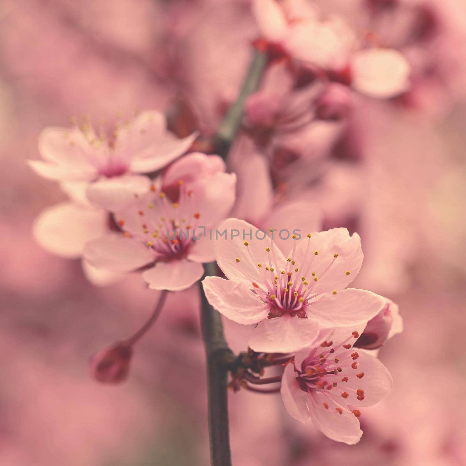 Beautiful flowering Japanese cherry Sakura. Season Background. Outdoor natural blurred background with flowering tree in spring sunny day.