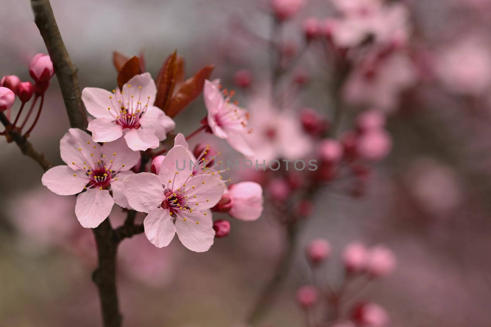 Branches of blossoming cherry. Background in spring on nature outdoors. Pink sakura flowers in springtime. by Montypeter