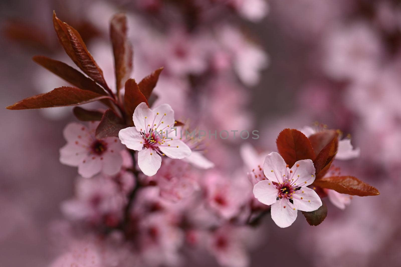 Branches of blossoming cherry. Background in spring on nature outdoors. Pink sakura flowers in springtime. by Montypeter