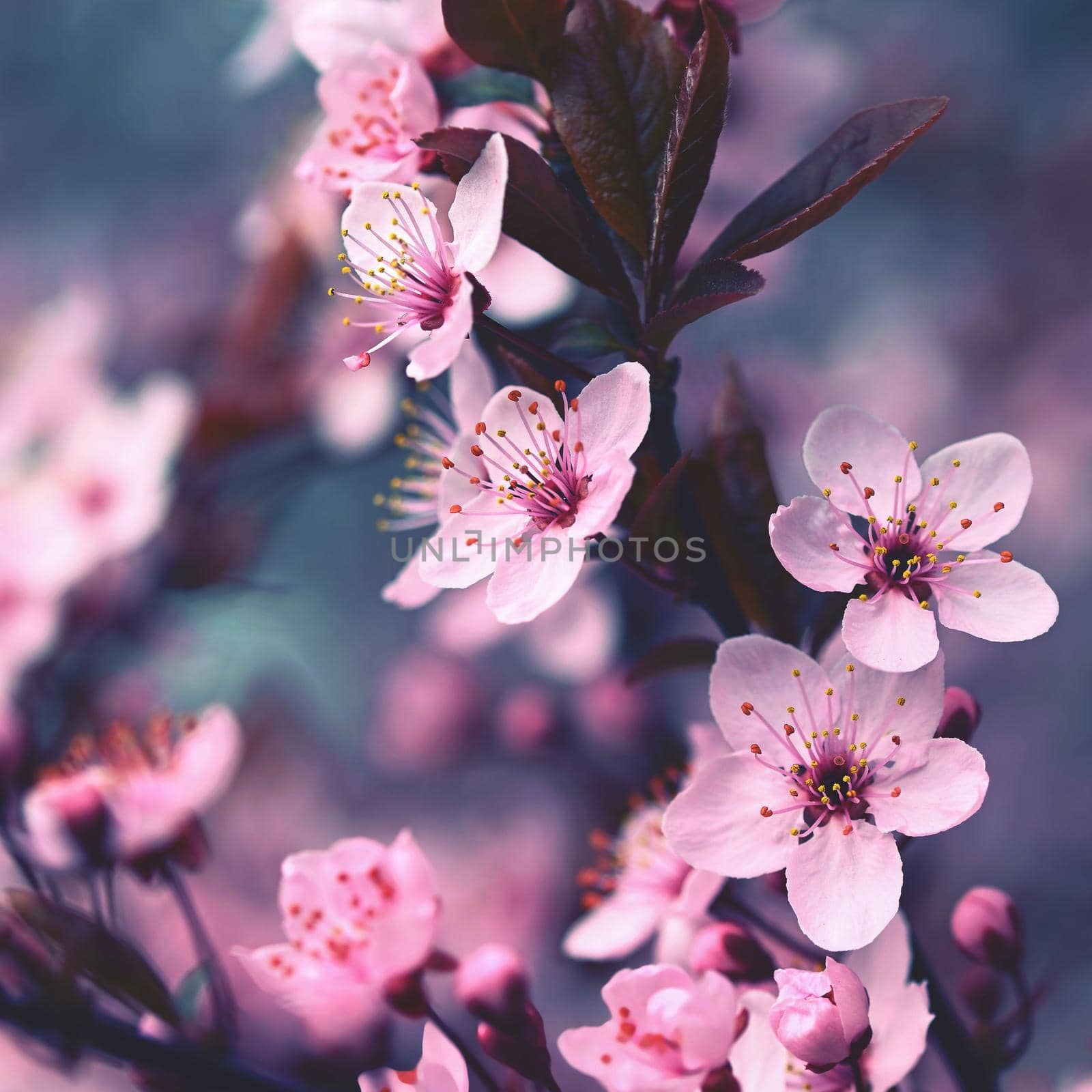 Beautiful flowering Japanese cherry Sakura. Season Background. Outdoor natural blurred background with flowering tree in spring sunny day. by Montypeter