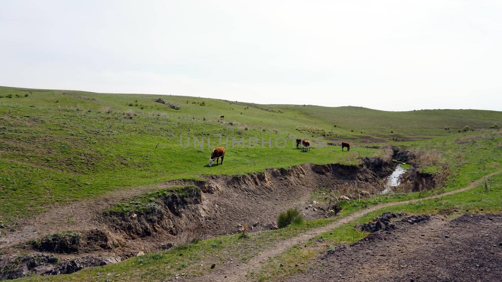 Cows graze on green meadows. The river flows. by Passcal