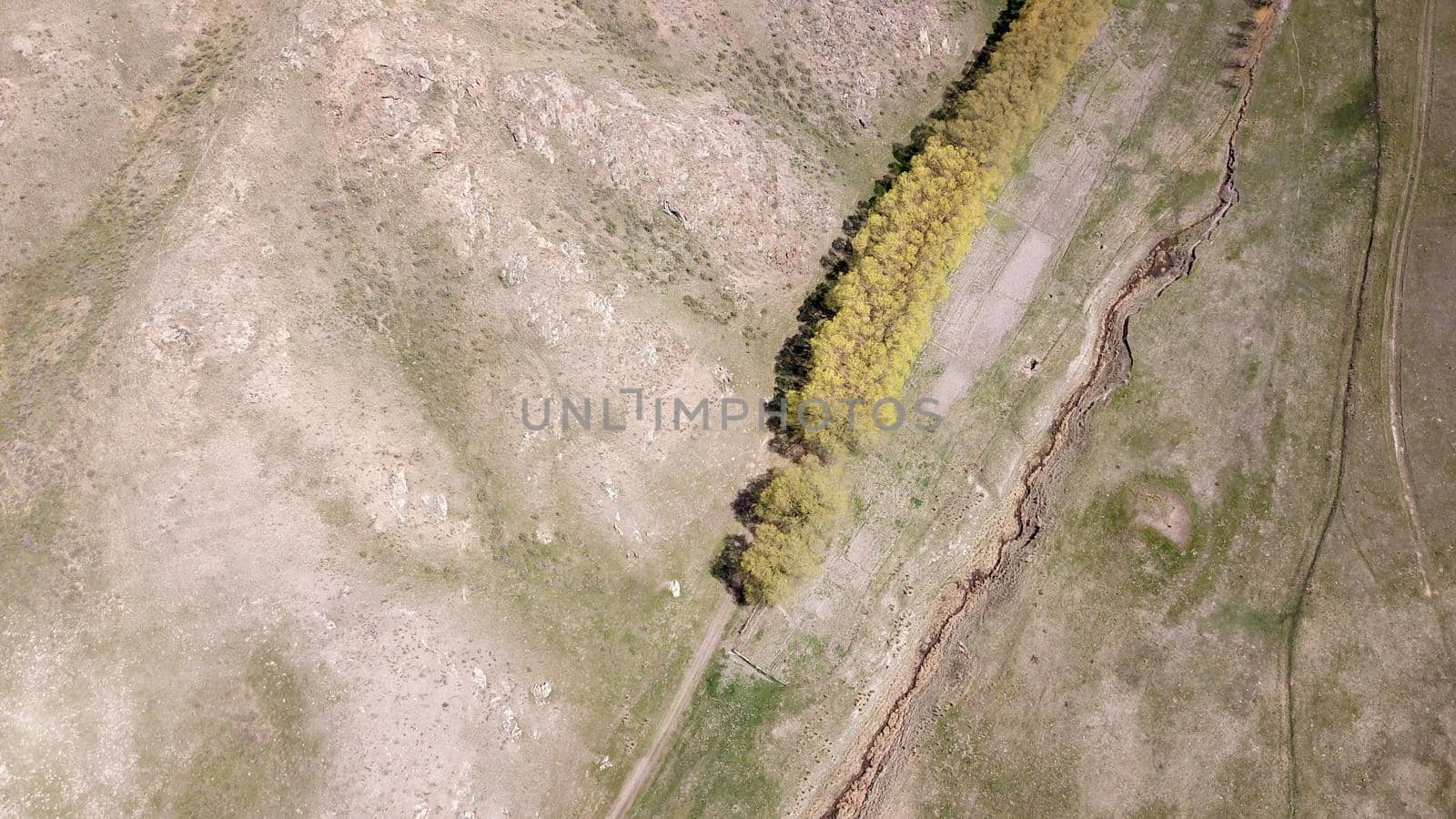 A small green oasis in a gorge among the steppes. Trees grow, you can hide from the sun in the shade. Green grass all around. In the distance, hills with rocks. Blue sky and clouds. Kazakhstan