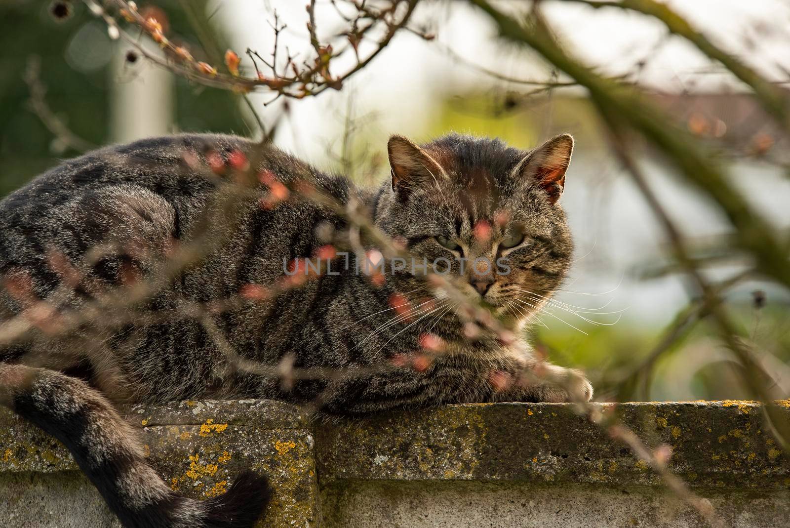Cat rest between the branches by pippocarlot