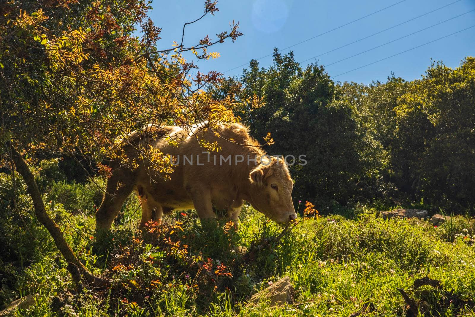 A herd of cows grazing on grass in front of a forest. Travel concept hiking. North District Israel High quality photo