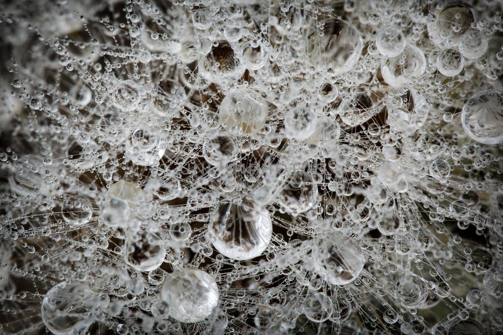 Dandelion fluff and brilliant morning dew on it