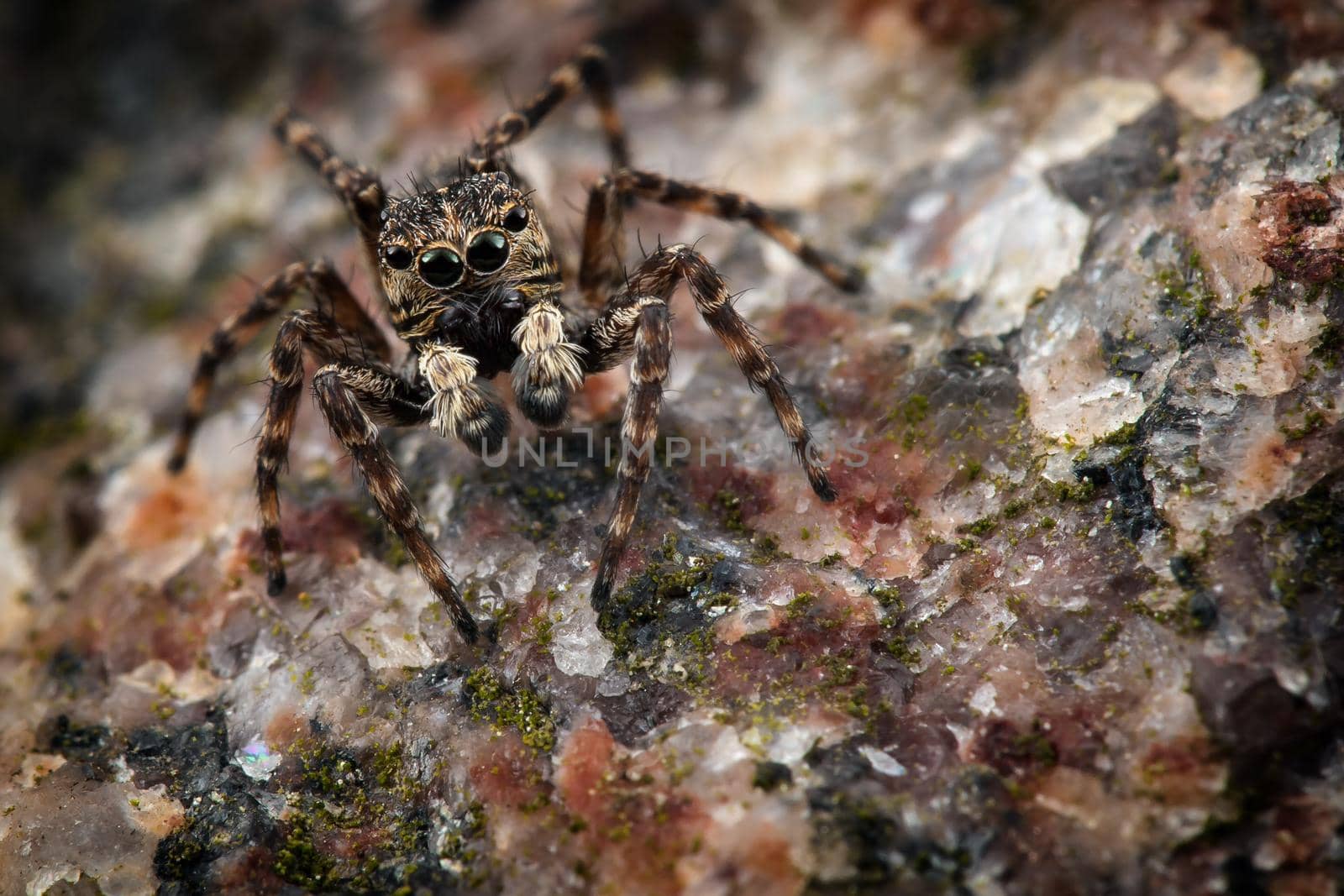 Jumping spider on a gravel-colored mosaic stone by Lincikas