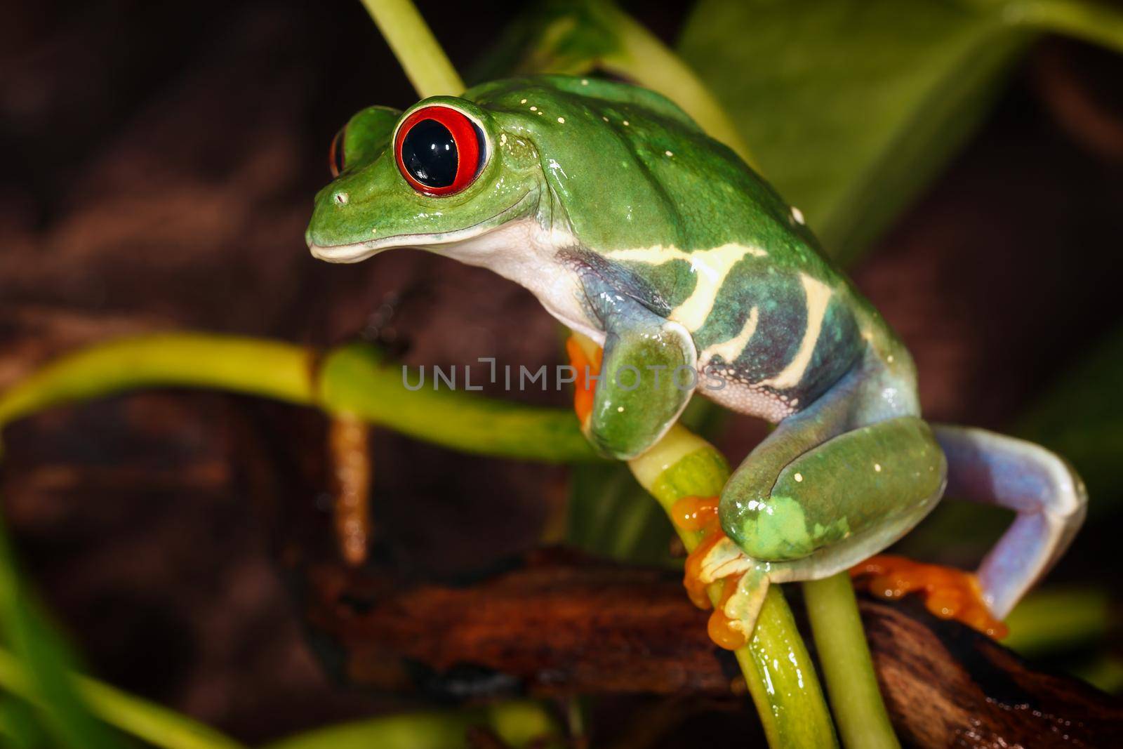 Red eyed tree frog climbs on the plant mast by Lincikas