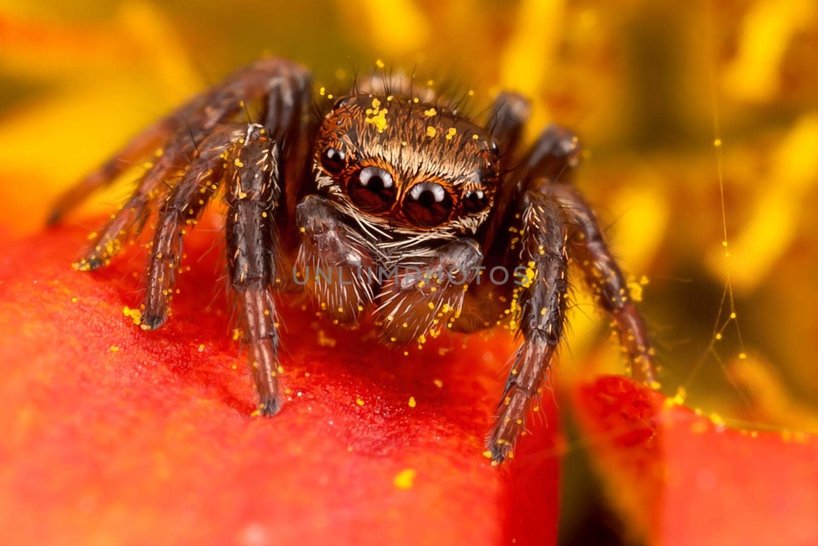 Jumping spider on the pollen petal by Lincikas