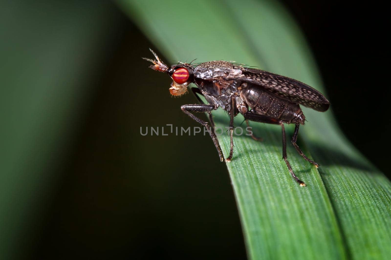 Small fly with big red eyes and a crown on the head by Lincikas